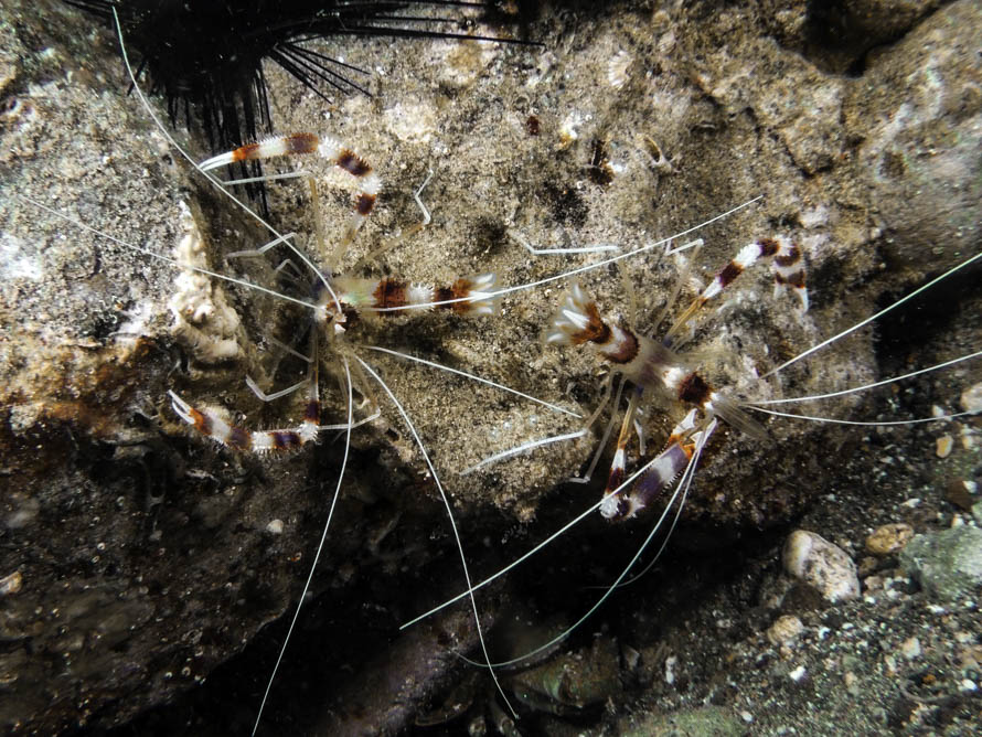 Stenopus hispidus 
